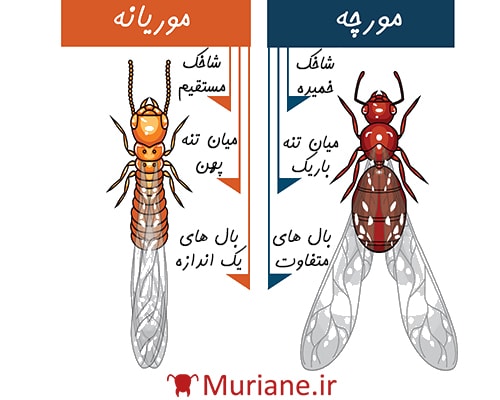 تفاوت های موریانه‌ ( مورچه سفید ) بالدار و مورچه بالدار 